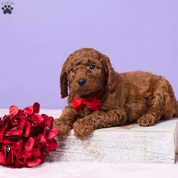 Milo, Miniature Poodle Puppy